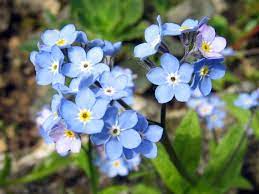 myosotis des bois (myosotis des forêts)